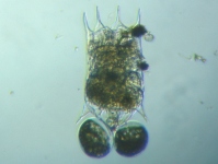 fig.01 �c�{�����V