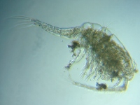 fig.01 �P���~�W���R