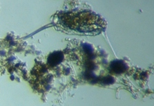 fig.02 �~�c�E�f�����V