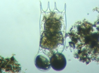 fig.03 �c�{�����V