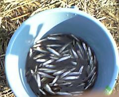 ��א���ݒނ�