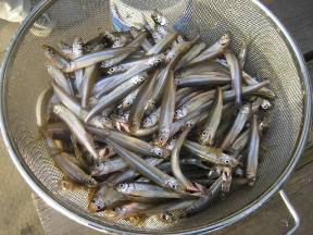 ��א���{�[�g��