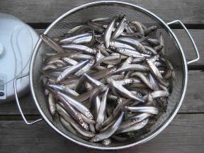 ��א���{�[�g��