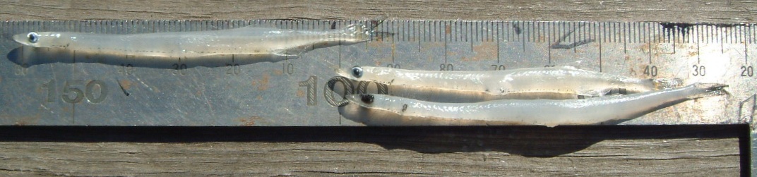 fig.01 ���v���̃V���E�I