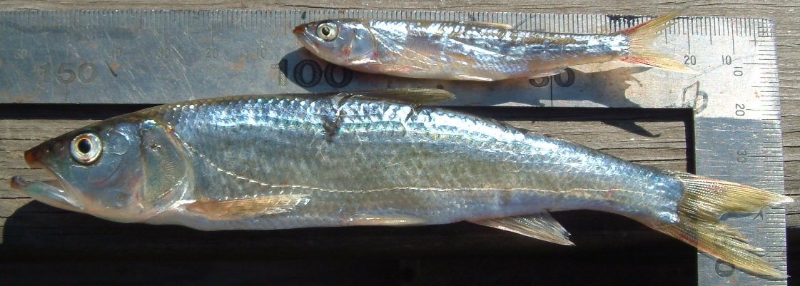 fig.01 ���v���̃n�X
���g�P���Ԍ�̎ʐ^