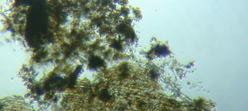 fig.01 ���v���̃f�g���^�X