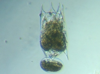 fig.01 �c�{�����V