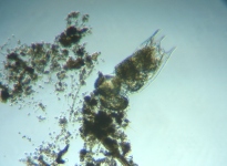 fig.01 �c�{�����V���f�g���^�X