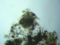 fig.01 �]�E�~�W���R���f�g���^�X