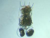 fig.02 �c�{�����V