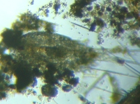 fig.01 �P���~�W���R���i���X�j