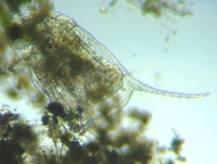 fig.02 �n���i�K�~�W���R�i�ۓ��j