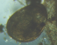 fig.03 �J�C�~�W���R��