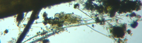 fig.04 �~�c�E�f�����V