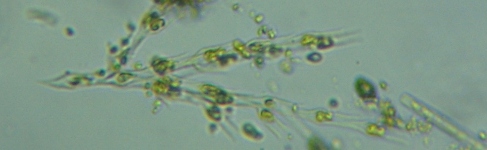 fig.05 �T���c�i�M