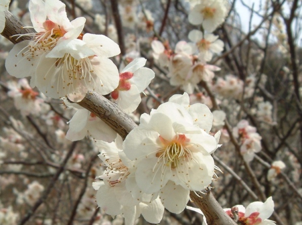 �Y�փP�r�{��������̃E��