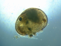 fig.01 �i�J�C�~�W���R�j