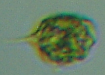 fig.02 �t�@�[�N�X��