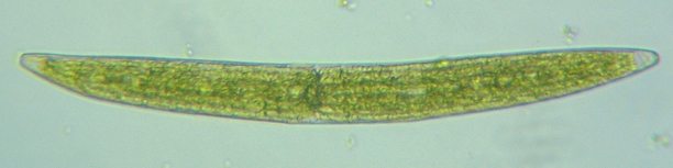 fig.05 �~�J�d�L��