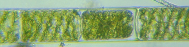 fig.06 �A�I�~�h����