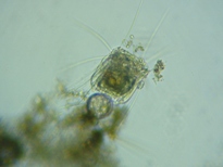 fig.02 �n�l�E�f�����V