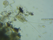 fig.03 �~�c�E�f�����V