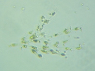 fig.07 �T���c�i�M