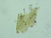 fig.09 �N�T���P�C�\�E