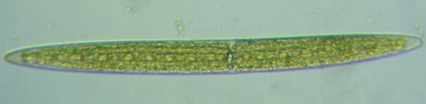 fig.10 �~�J�d�L��