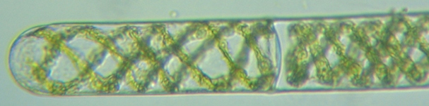 fig.11 �A�I�~�h����