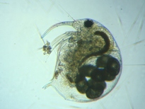 fig.02 �]�E�~�W���R