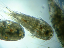 fig.01 �P���~�W���R