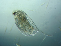 fig.04 �n���i�K�~�W���R�i�ۓ��j