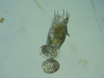 fig.05 �R�V�u�g�J���m�R�E�����V