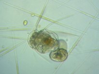 fig.07 �n�l�E�f�����V