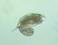 fig.08 �l�Y�~�����V