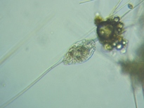 fig.09 �i�K�~�c�E�f�����V