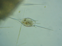 fig.10 �g�Q�i�K�����V