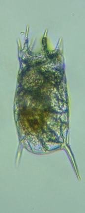 fig.01 �T�R�΂̃J���m�R�E�����V��