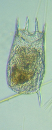 fig.02 �T�R�΂̃J���m�R�E�����V��