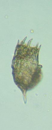 fig.03 �T�R�΂̃J���m�R�E�����V��