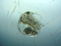 fig.02 �]�E�~�W���R