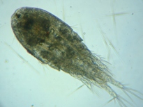 fig.01 �P���~�W���R