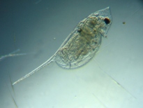 fig.04 �n���i�K�~�W���R�i�ۓ��j