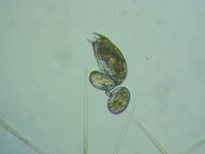 fig.05 �J���m�R�E�����V