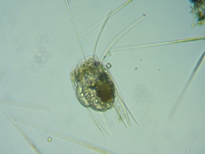 fig.06 �n�l�E�f�����V