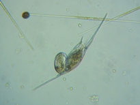 fig.07 �g�Q�i�K�����V