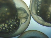 fig.b03 ����R����