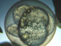 fig.b04 ����S����