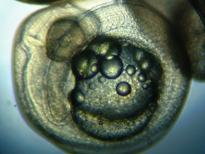 fig.b05 ����T����